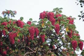 Image result for Hagenia abyssinica