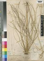 Image result for Aristida stipoides