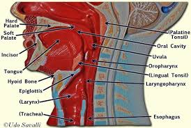 Human torso dissection model, showing internal organs. Bio202 Digestive Organs Human Anatomy And Physiology Digestive System Model Body Anatomy