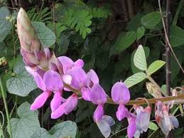 Image result for Desmodium intortum
