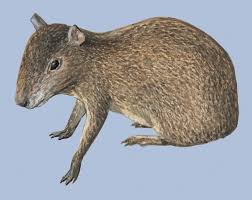 How to use diversity in a sentence. Adw Dasyproctidae Information