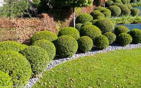 Sie haben nur einen kleinen garten in. Portugiesischer Kirschlorbeer Seidenspinner