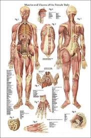 male and female muscle anatomy