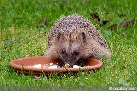 Kleine Runde Locher Im Rasen Wer War S Maus Oder Igel Gartendialog De