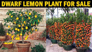 Check spelling or type a new query. Dwarf Lemon Tree For Sale Growing Citrus Trees In Pot Containers How To Grow Lime Plant Youtube