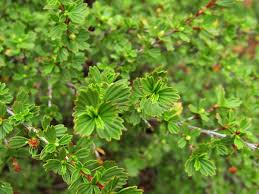 Image result for Myrothamnus flabellifolius