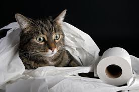 Make sure not to use human baby wipes as they can be irritating to a cat's you may feel a little silly wiping your cat's tushie but in the long run you are not only helping him, you are also doing yourself a favor by preventing poop. Cat S Not Cleaning Bum Properly How To Fix This Cattybox