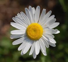 Leucanthemum Vulgare Wikipedia