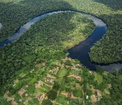 Image result for Plumbago ituriensis