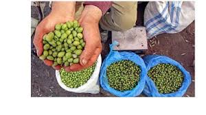 Sole Facility In Chakwal Has Extracted 65 Tons Of Oil From The Fruit This Year Alone Experts Say More Than 1mln Trees Trees To Plant Olive Plant Oil Garden