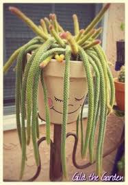 4.5 out of 5 stars. Disocactus Flagelliformis Also Known As Rat S Tail Cactus Blooms Gorgeous Pink Flowers Cactus Cactus Plants Cactus Cacti And Succulents