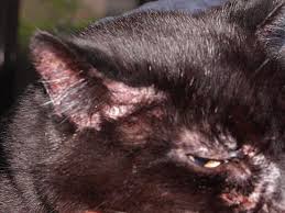 For those cats, it's best to consult a vet for the best course of treatment. Treatment And Management Of Allergic Dermatitis In Cats And Dogs Vet Times