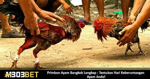 Gambar ayam filipina segel paling hist download now ratusan ayam fili. 32 Gallery Ayam Bangkok Ayam Saigon Ayam Filipina Ayam Birma Etc Ideas Filipina Saigon Bangkok