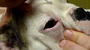 Most dogs need surgery to replace the gland. 8 Things To Know About Cherry Eye Including How It S Treated