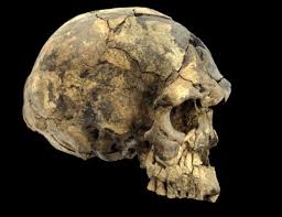 The 15 Types Of Human Species Discovered Till Date With Images Human Species Types Of Humans Ancient Humans