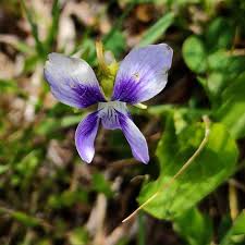 Image result for Violaceae