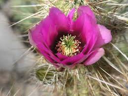 Barrel cactus blooms are usually bright yellow or orange. Cactus And Cactus Flowers Photos From Phoenix Arizona