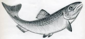In this drawing lesson we'll show you how to draw a realistic fish in 6 easy steps. Easy Pencil Sk H Fish Drawing Novocom Top