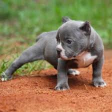 Carolina game dogs kennels apbt. B8zktkjmz20f M