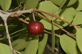 Image result for Eugenia capensis