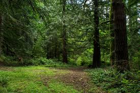 Free download planetary gear designer 1 04. Image Usa Colorado Trail Nature Forest Trunk Tree 4500x3000