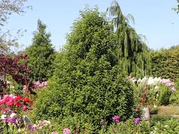 Portugiesische Lorbeerkirsche Prunus Lusitanica Baumschule Horstmann