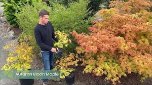 Then full moon maple is cold hardy but give morning sun and afternoon shade in hot locations. Autumn Moon Maple From Conifer Kingdom Youtube