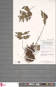 Image result for Asplenium gemmascens