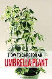 Indoor Schefflera Arboricola Plant Care Keep Your Umbrella Tree Happy Umbrella Plant Care Plant Care Houseplant Plants