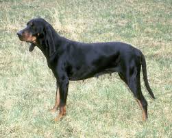 Black And Tan Hound Dog Black And Tan Coonhound Petcha Coonhound Dog Toys Indestructable Dogs