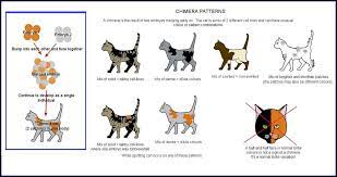 Cat Colours Chimeras Cat Colors Cat Breeds Chart Cats
