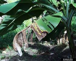Submitted by kathleen a croc. Banana Tree Problems What To Do About Banana Tree Insects And Diseases