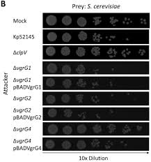 .(bacteriolysates haemophilus influenzae + streptococcus pneumoniae + streptococcus viridans + streptococcus pyogenes + klebsiella pneumoniae + klebsiella ozaenae + staphylococcus aureus + moraxella catarrhalis). Klebsiella Pneumoniae Type Vi Secretion System Mediated Microbial Competition Is Phopq Controlled And Reactive Oxygen Species Dependent Biorxiv