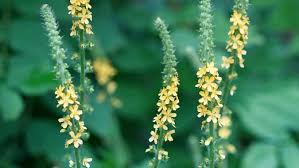Image result for Agrimonia