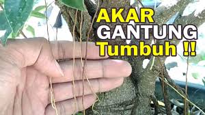 Cara Menumbuhkan Akar Gantung Aerial Root Pada Bonsai Beringin Kimeng Growing Aerial Root Bonsai Youtube