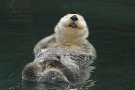 Happy Otter Happy Animals Otters Animals