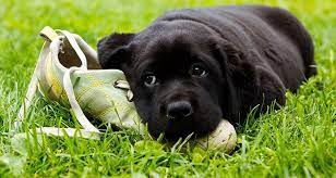 The Causes Of Unwanted Chewing And How To Stop It Cesar S Way