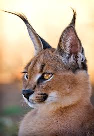 These cats protected grain stores during viking explorations, and needed long, dense coats and tufts of fur for protection from the bitter cold during their travels. Portrait Of A Stunning Caracal Love Those Long Black Ear Tufts The Caracal Caracal Caracal Is A Wild Cats Caracal Cat Caracal