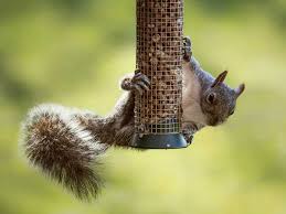 How to explain how to support squirrels in a manner appropriate to the species in winter. How To Prevent Squirrels And Rats Eating Bird Food Saga