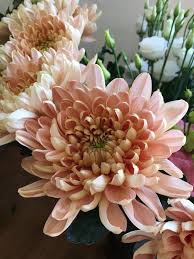 Free delivery and returns on ebay plus items for plus members. Holly Ivy Flowers Chalfont St Giles Florist First Wedding Fair