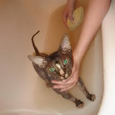 Ensure you have enough space to hold and move your cat while washing. Is It Bad To Bathe Cats