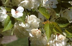 Image result for Prunus serrulata