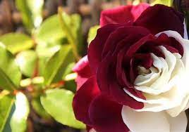 ورد ملون جميل imagx beautiful flowers pretty flowers amazing flowers