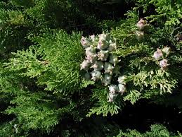 Image result for Vismia orientalis