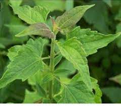 Step by step information on how to prepare and use awolowo or akintola leaf. African Herbs And Root This Leave Is Called Ewe Akintola I Remember Those Days It S Used To Stop Bleeding Very Soon Africanherbsandroot Will Be Inviting Deniyi Nadi To Talk About Roots