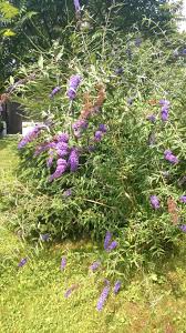 Image result for Komule empire blue