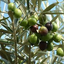 Canino Olive Tree Seeds Olea Europaea 5 Seeds Bitki Zeytin Agaci Doga