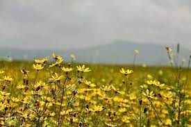 The Intersection Of Design Motherhood Top Lifestyle Blog Design Mom Newyear Ethiopian New Year Pictures