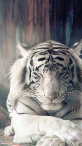 White Tiger Autumn Sunlight Hd Mobile Wallpaper Tiger Spirit Animal Animals Beautiful Animal Wallpaper