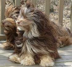 She is very affectionate and follows me from room to room. Havahug Havanese Puppies Havahug Havanese Puppies Of Michigan